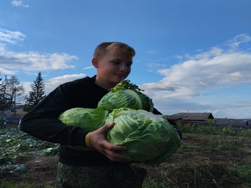 Уборка урожая.